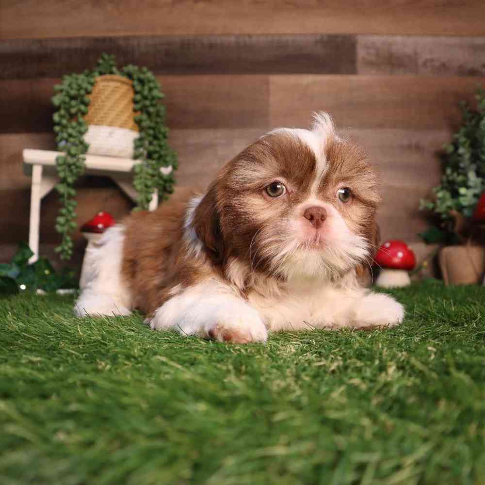 Male Shih Tzu Puppy for Sale in Blaine, MN