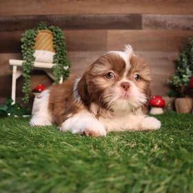 Shih Tzu