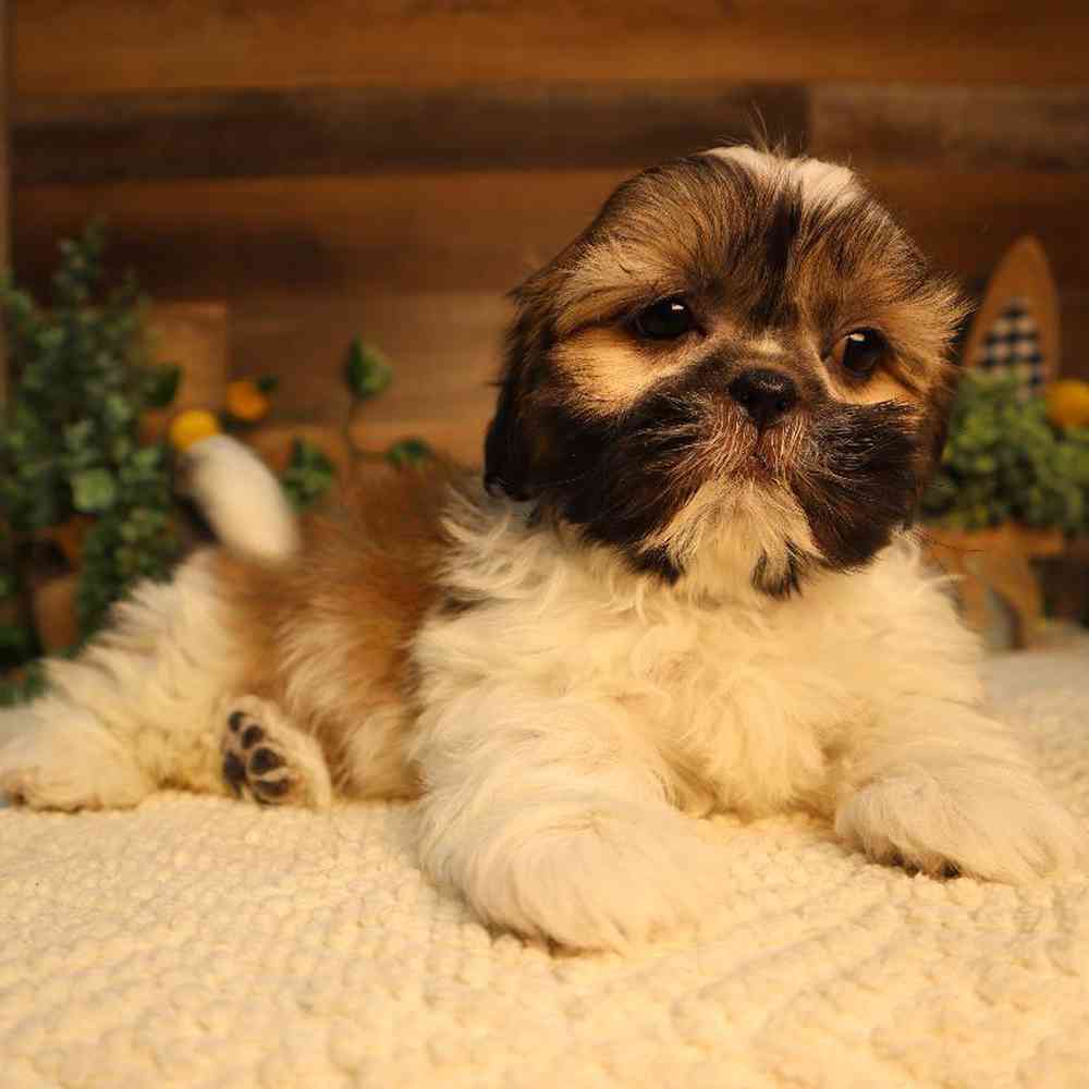 Male Shih Tzu Puppy for Sale in Blaine, MN