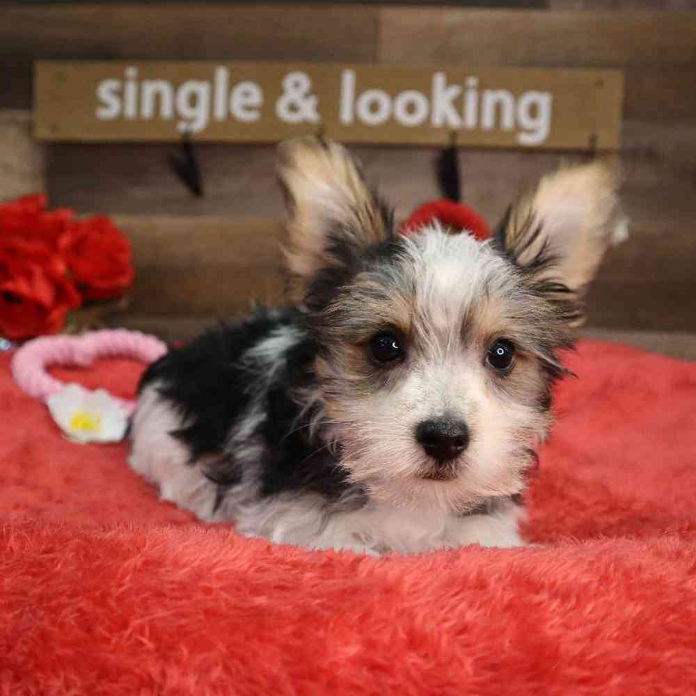 carousel pet images