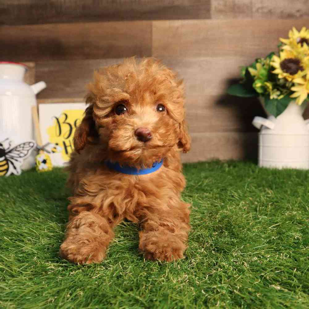 Male Mini Poodle Puppy for Sale in Blaine, MN