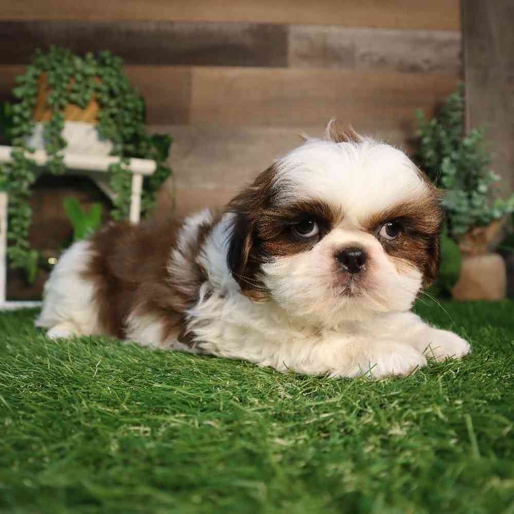 carousel pet images