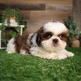 Shih Tzu