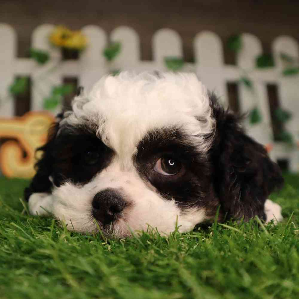 carousel pet images