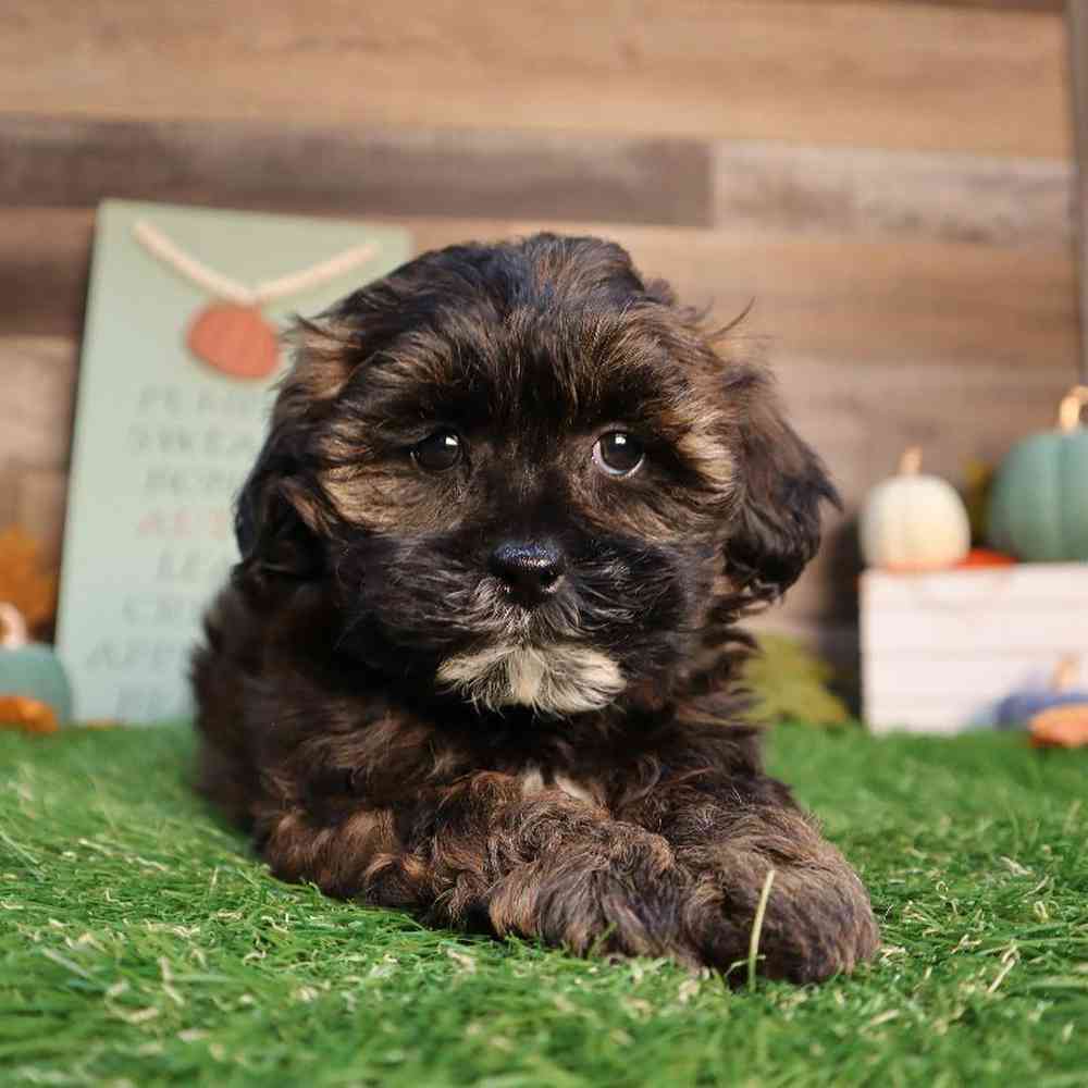 carousel pet images