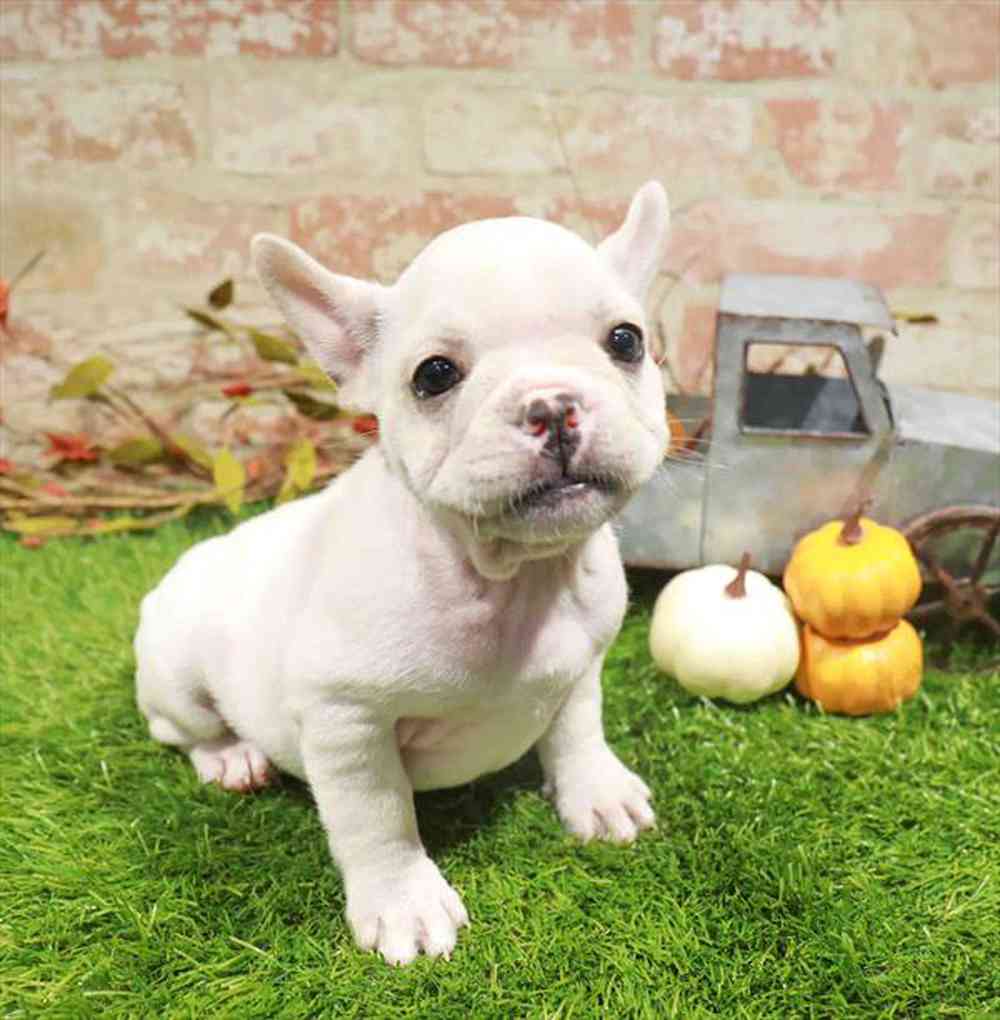 carousel pet images