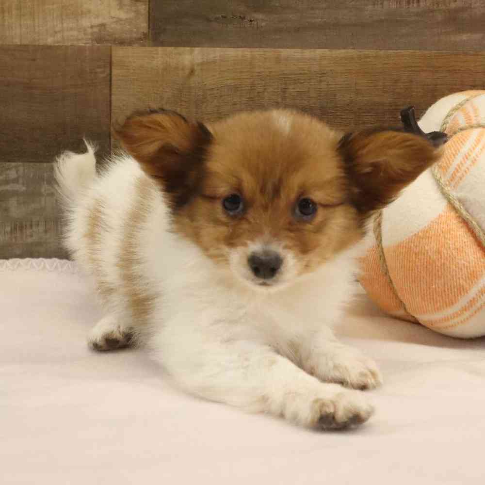 Female Papillon Puppy for sale