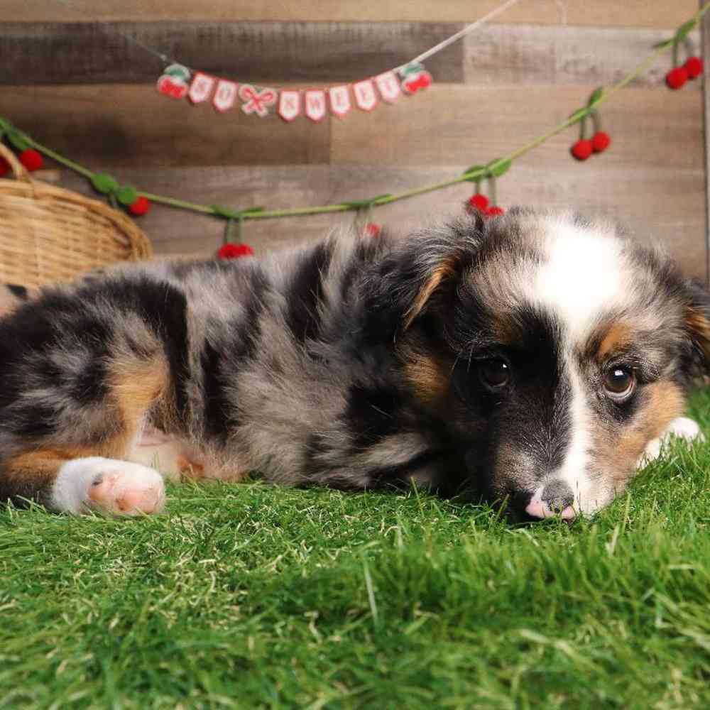 Male Australian Shepherd Puppy for Sale in Blaine, MN