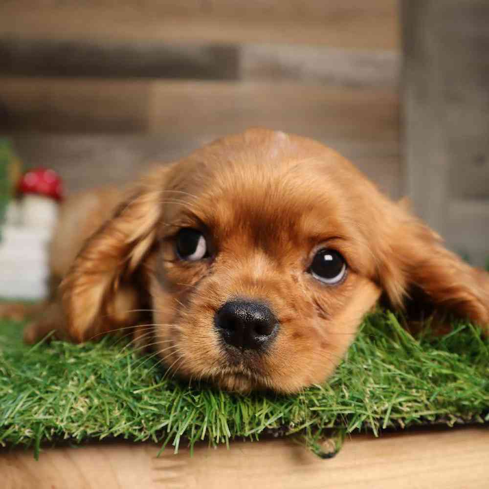carousel pet images