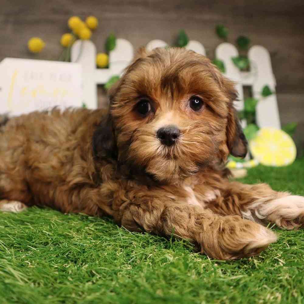 Female Shipoo Puppy for Sale in Blaine, MN