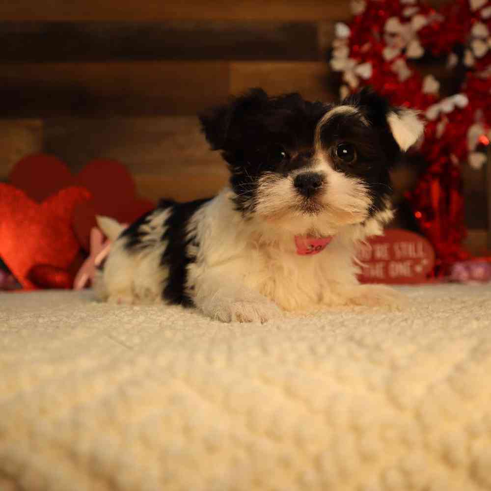 carousel pet images