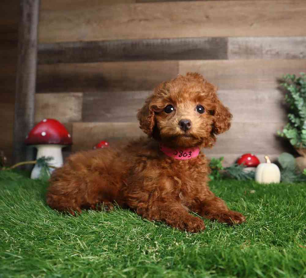 carousel pet images