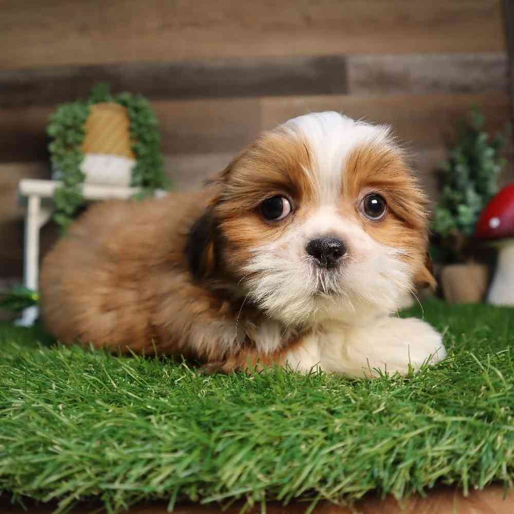 Male Malshi Puppy for Sale in Blaine, MN