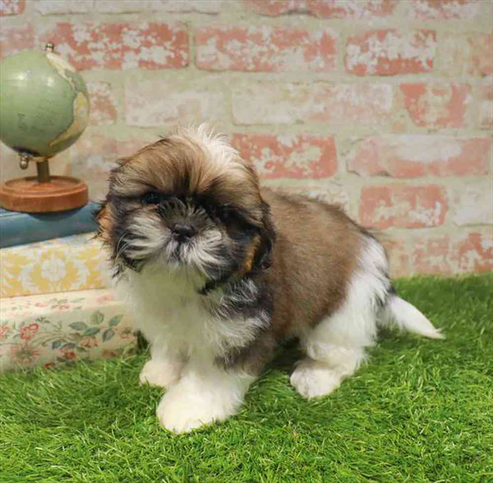 carousel pet images