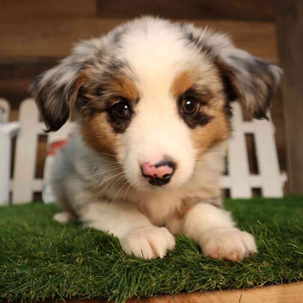 Male Mini Aussie Puppy for Sale in Blaine, MN