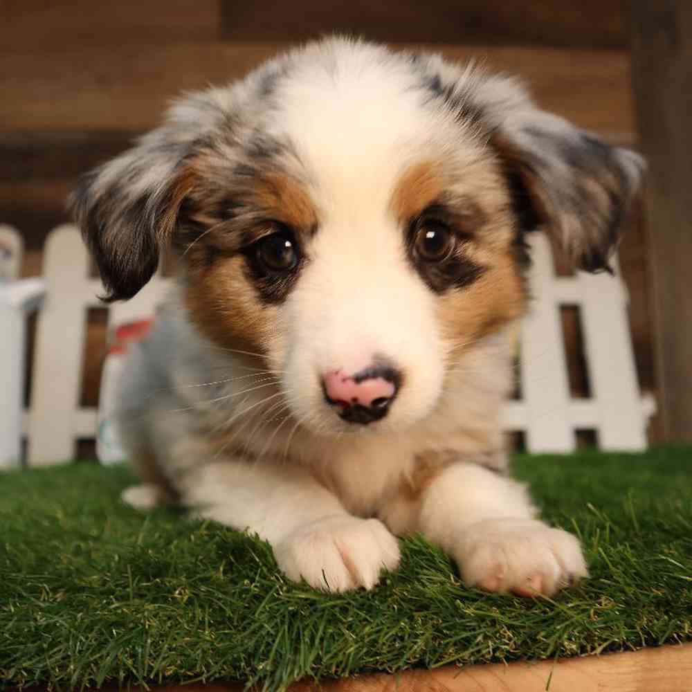 carousel pet images