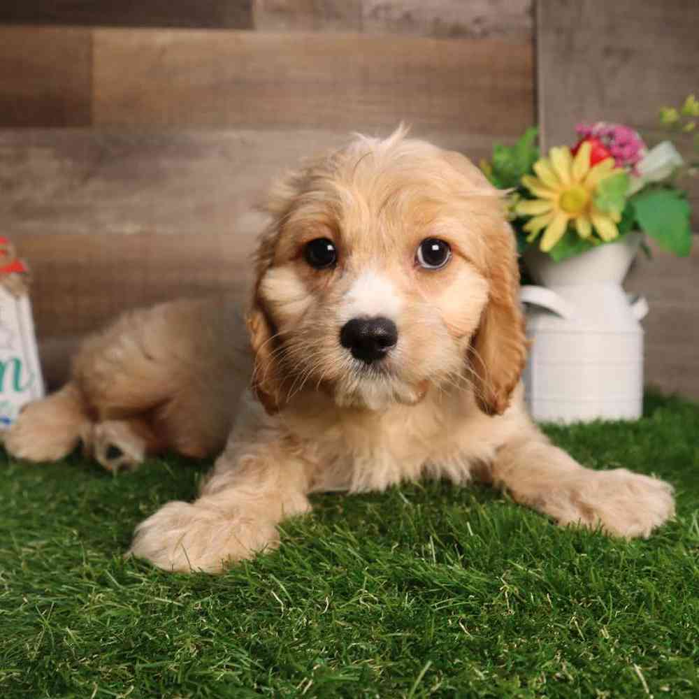 Male Cavapoo Puppy for Sale in Blaine, MN