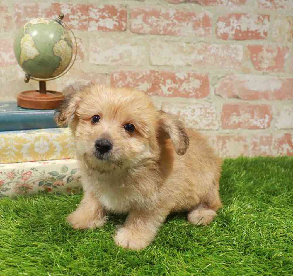 carousel pet images
