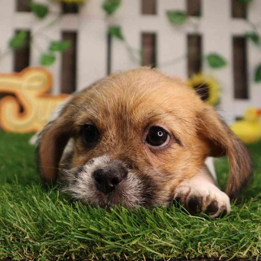 carousel pet images