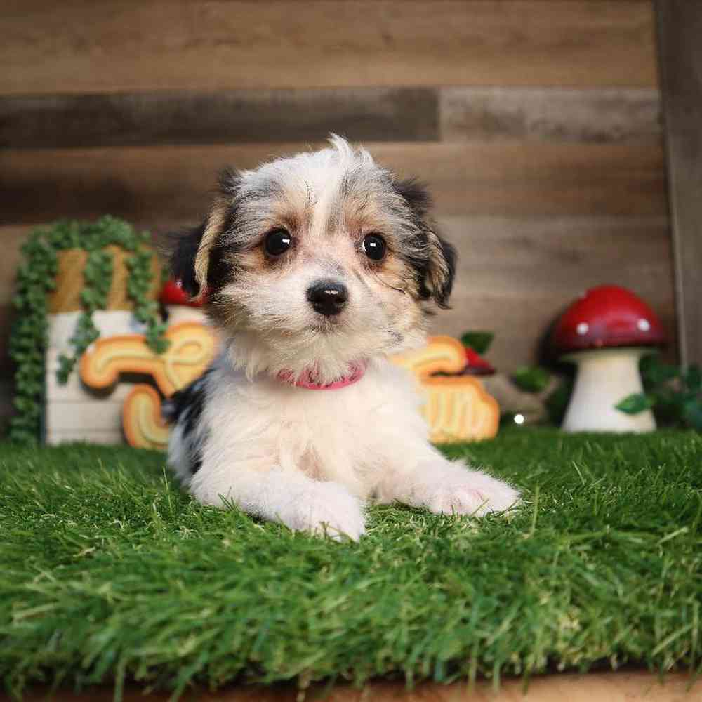Female Morkie Puppy for Sale in Blaine, MN