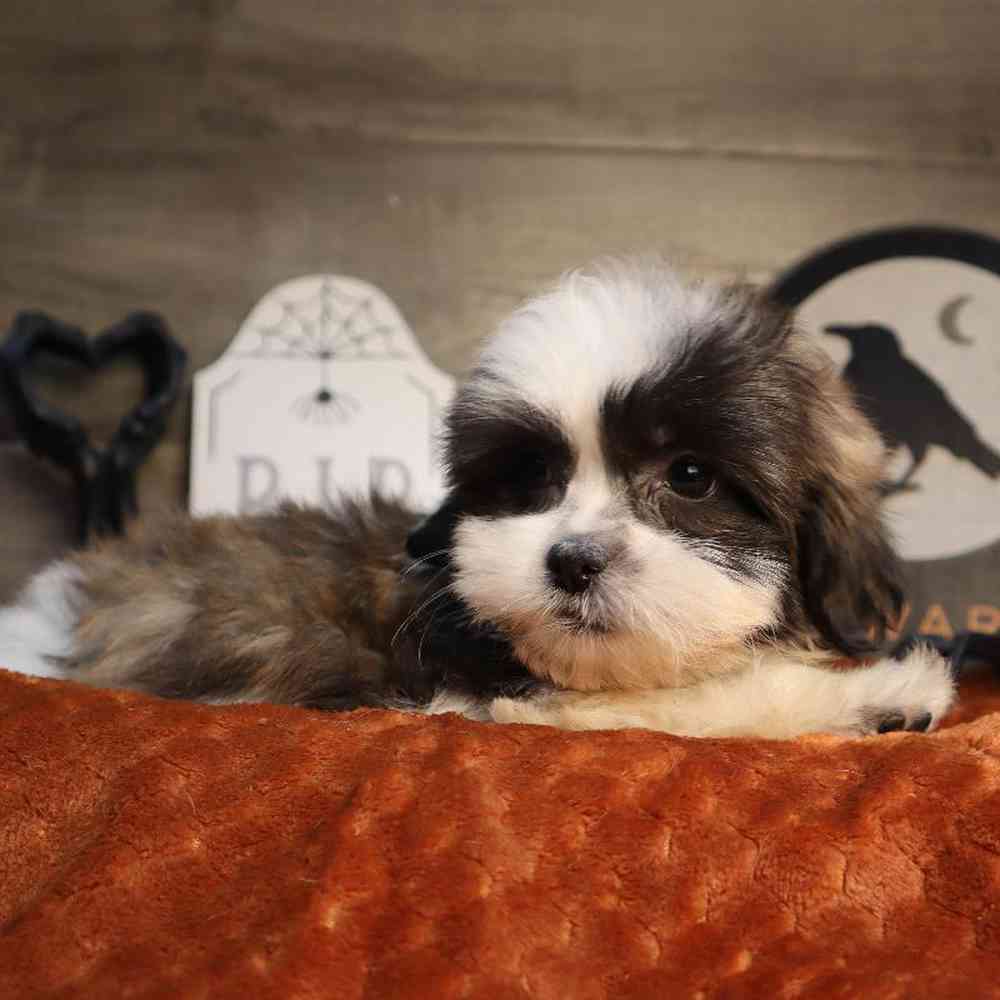 carousel pet images