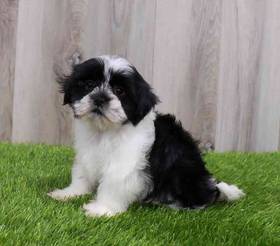 Shih Tzu