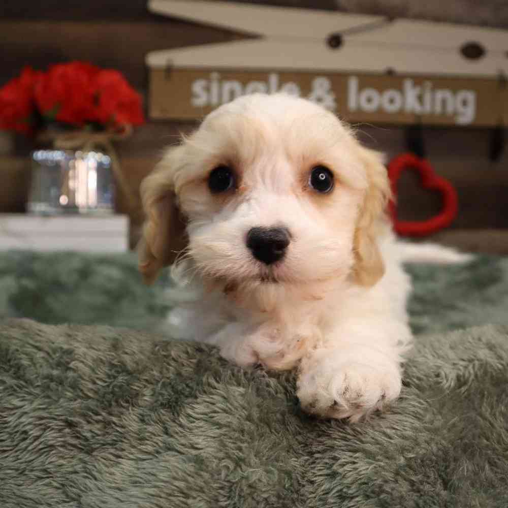 Male Cavachon Puppy for Sale in Blaine, MN