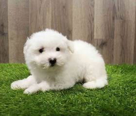 Bichon Frise