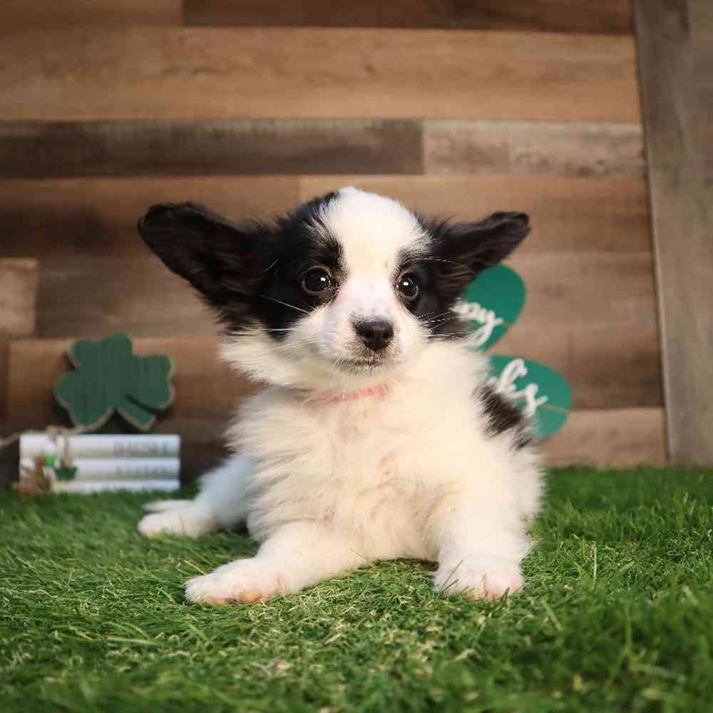 carousel pet images