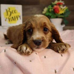 Cockapoo