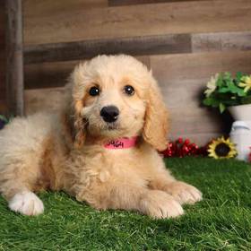 Mini Goldendoodle