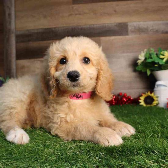 Daisy