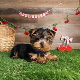 Yorkshire Terrier