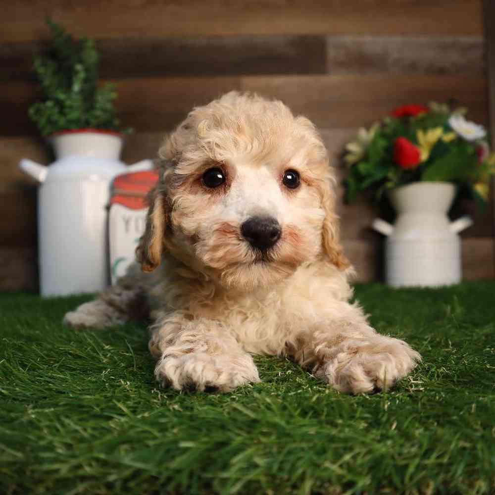 carousel pet images
