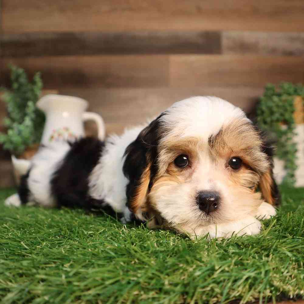 carousel pet images