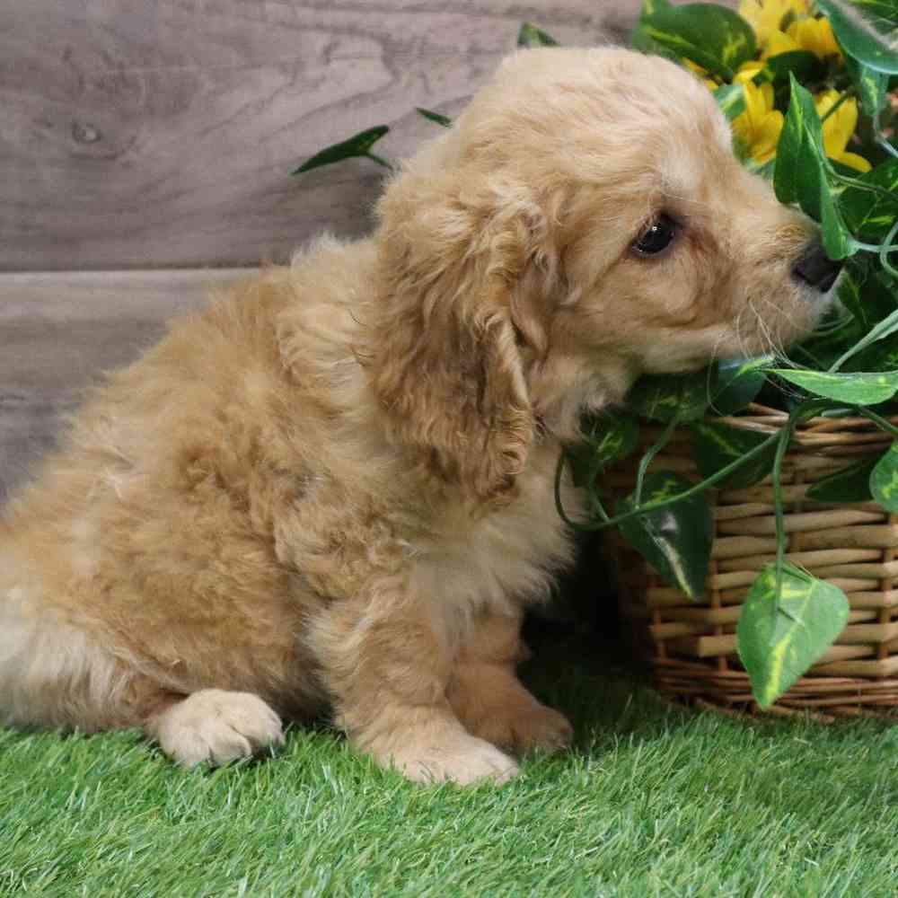 Male Mini Goldendoodle Puppy for sale