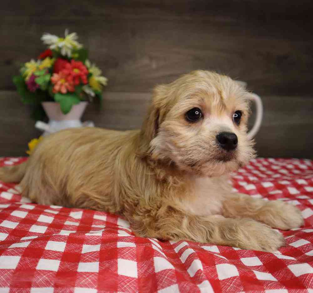 carousel pet images