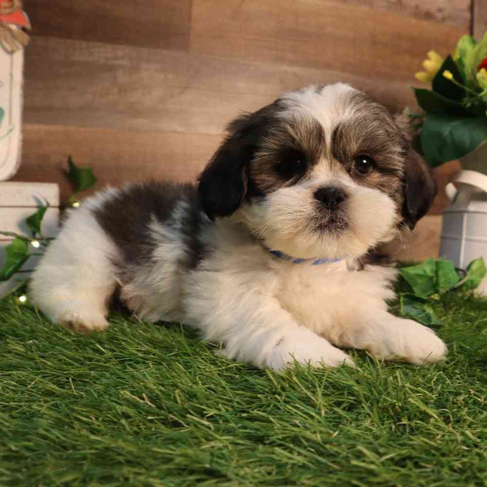 carousel pet images