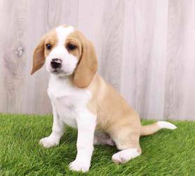 Beagle