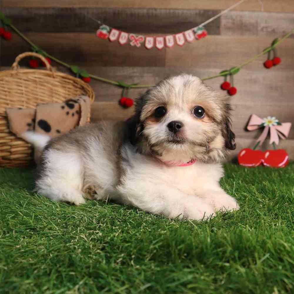 Female Teddy Bear Puppy for Sale in Blaine, MN