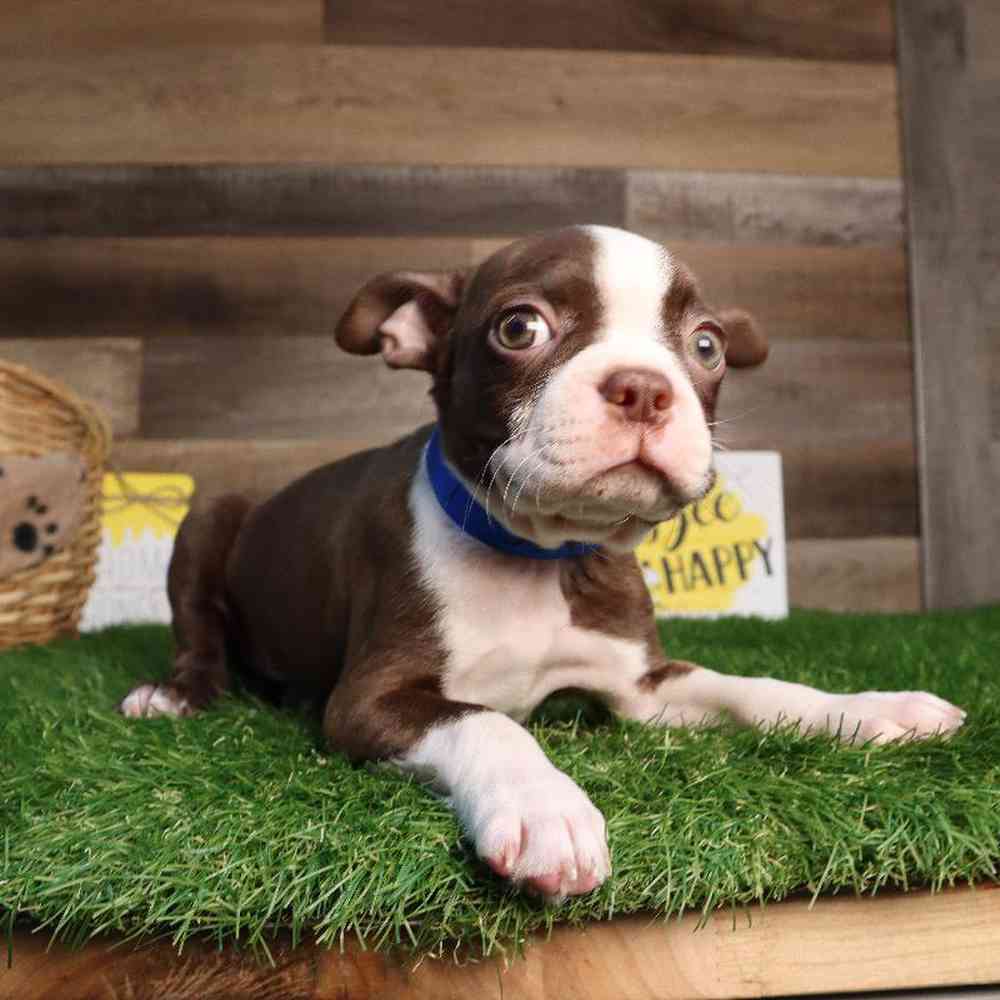 carousel pet images