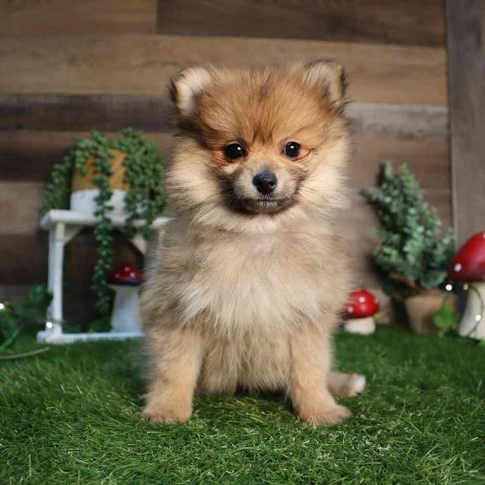 carousel pet images