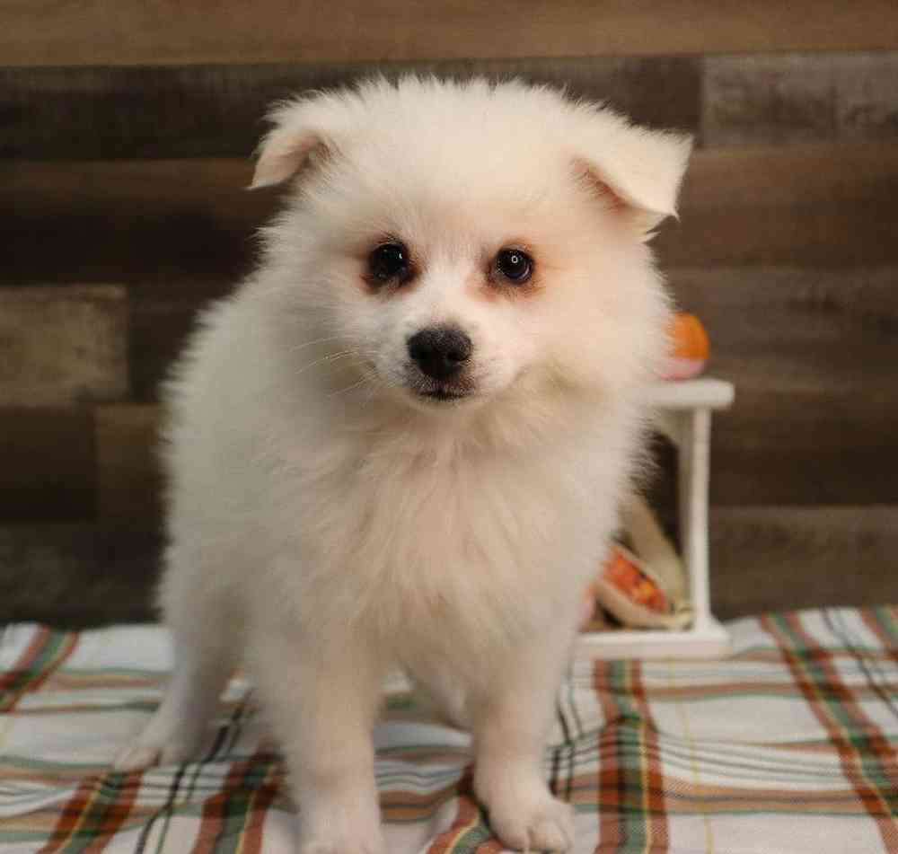 Eskimo pomeranian mix for sale cheap