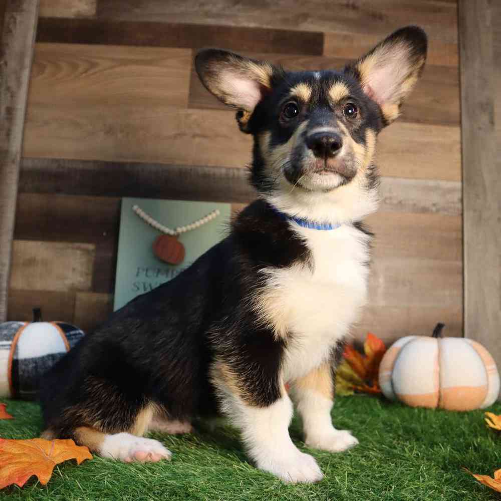 carousel pet images