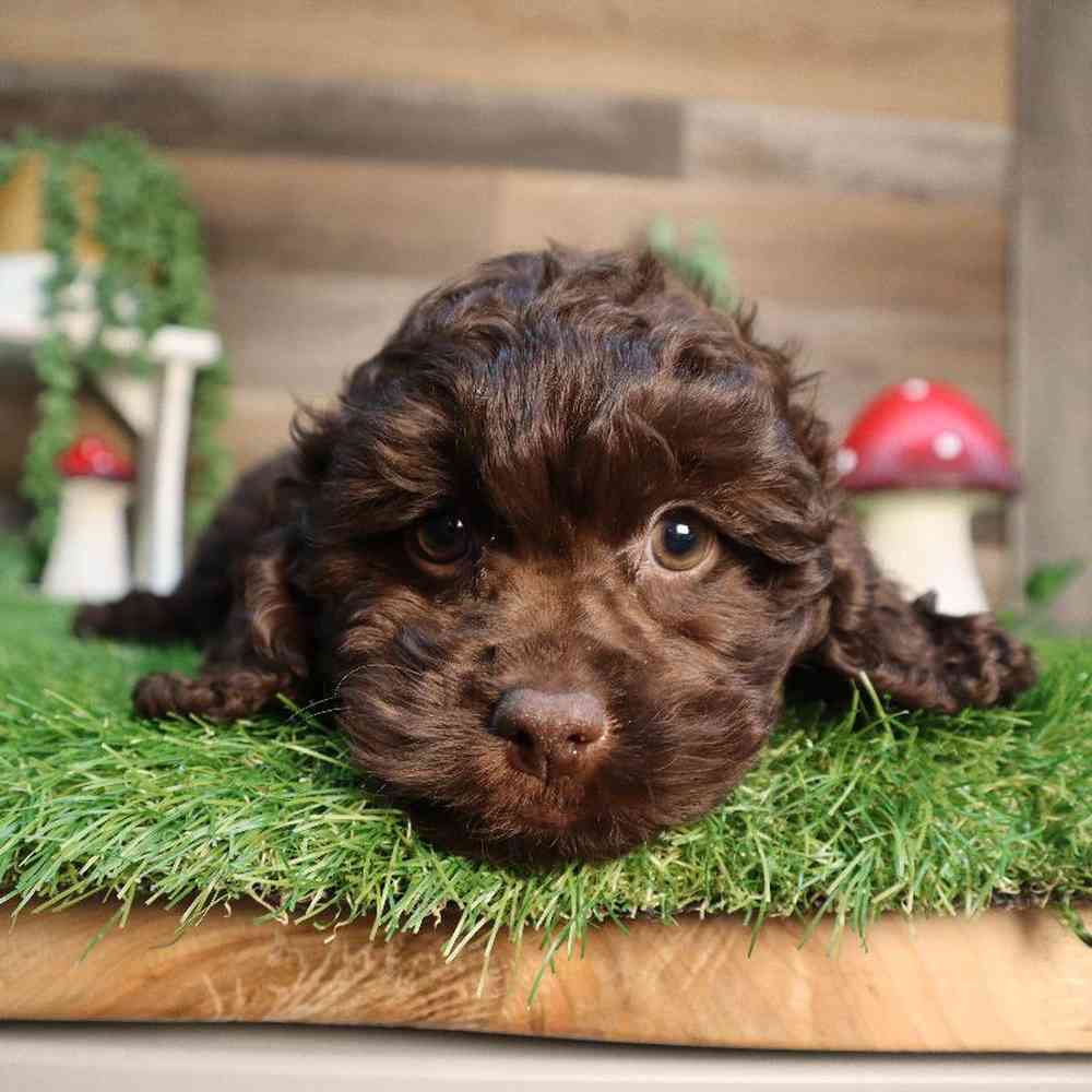carousel pet images