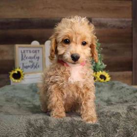 Poodle