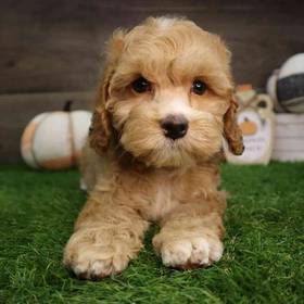 Cockapoo