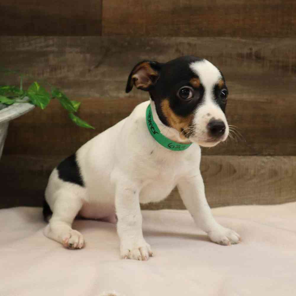 Male Rat Terrier Puppy for sale