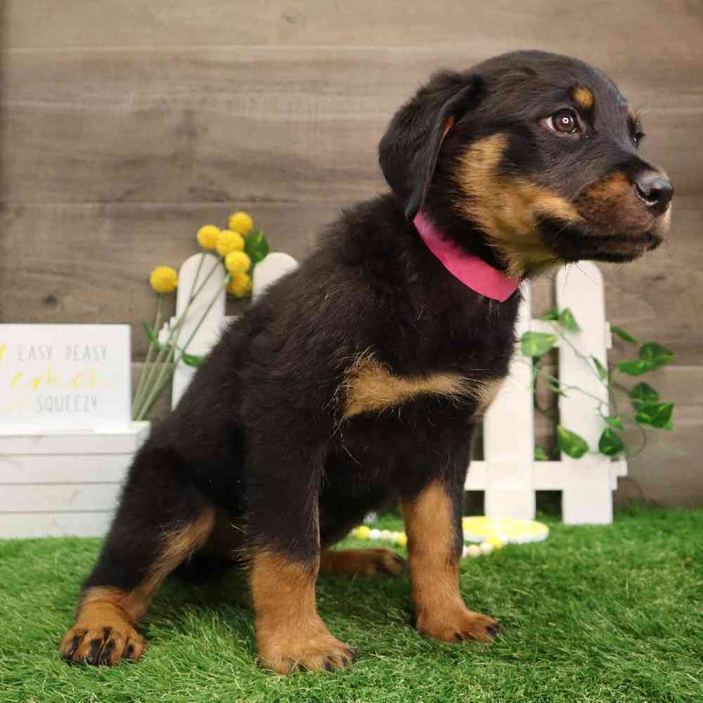 Female Rottweiler Puppy for Sale in Blaine, MN