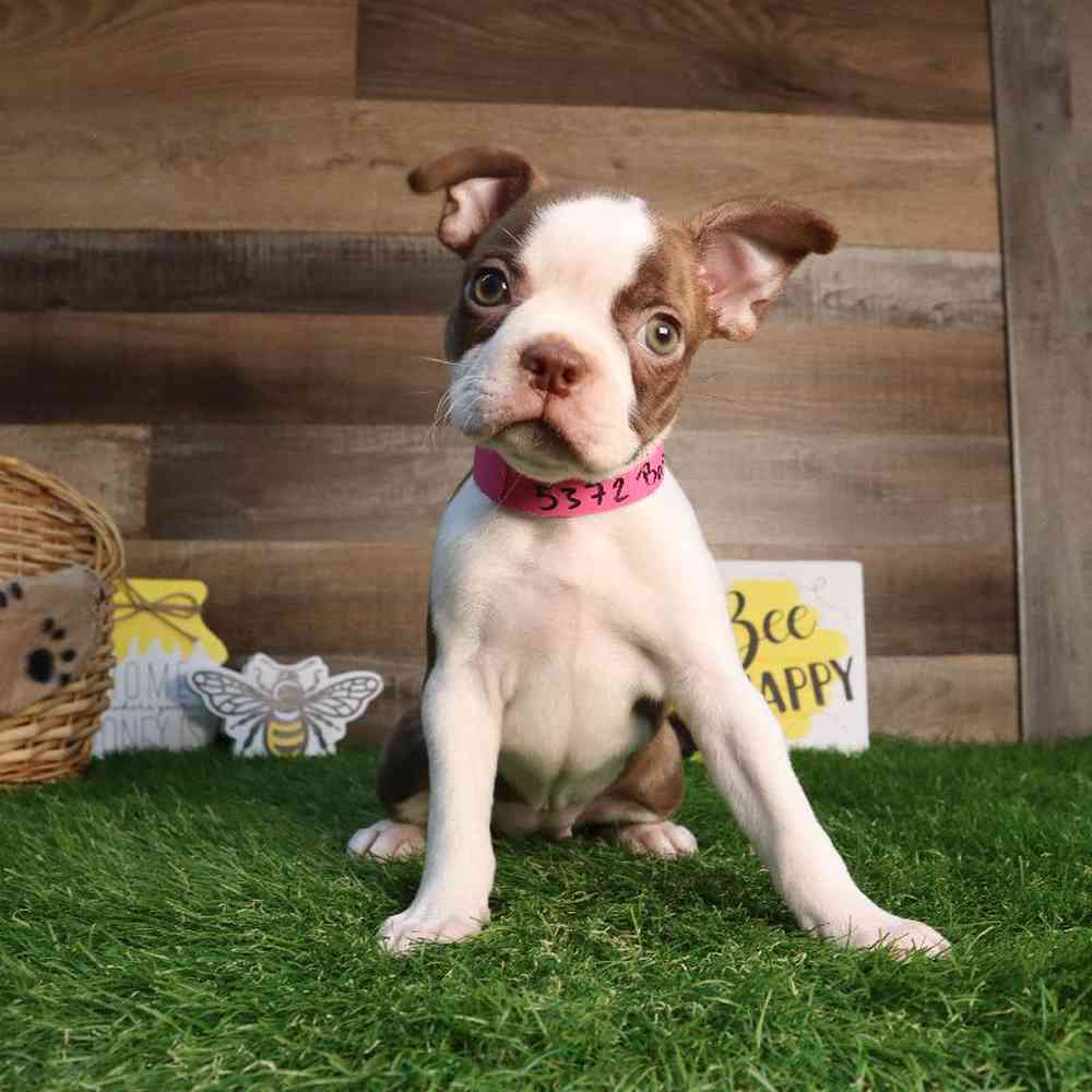 Female Boston Terrier Puppy for Sale in Blaine, MN